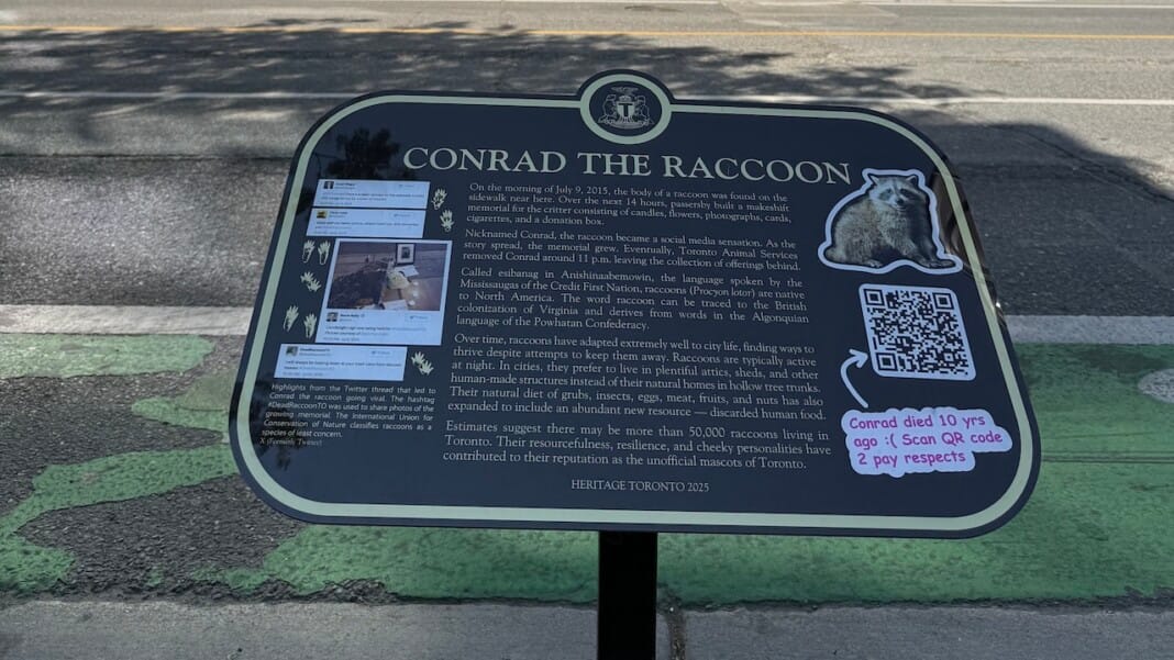Heritage Toronto plaque containing the story of Conrad, the raccoon, photos, and a QR code for people to pay their respects