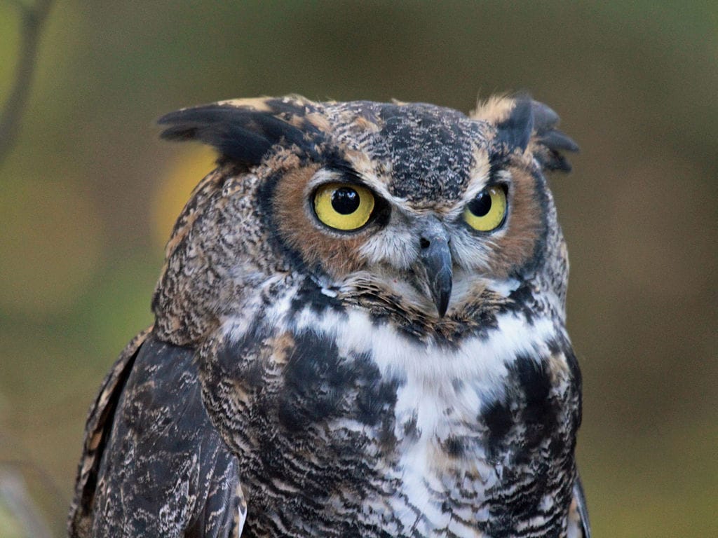 Photo of a great-horned owl, a black, white, and brown bird with ears that resemble horns