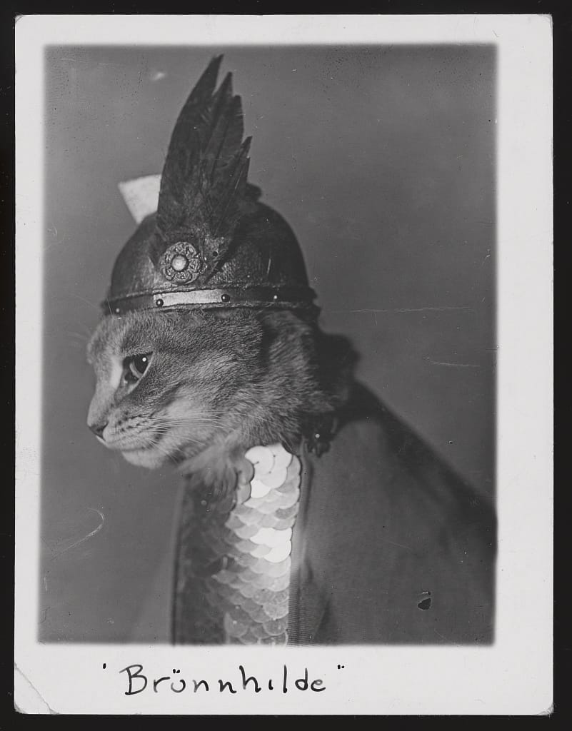 B&W photo of a cat in profile wearing a winged Viking helmet and mail breastplate captioned “Brünnhilde”