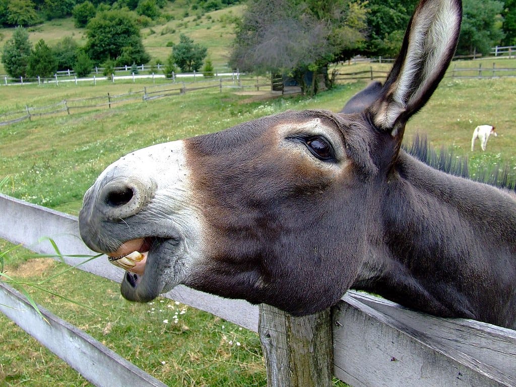 Photo of a donkey sticking its head over a wooden fence and braying