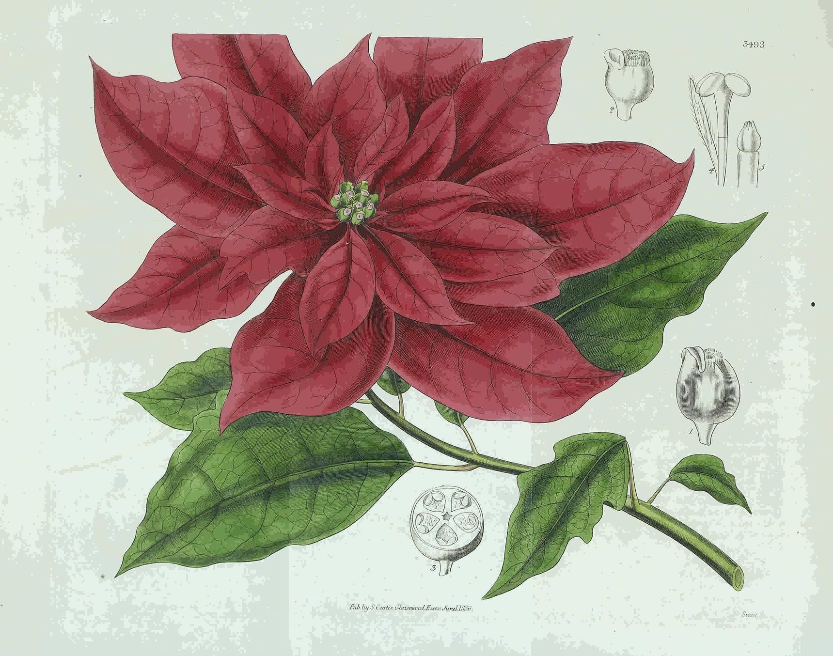 Drawing of a red flower with green leaves coming off the stem