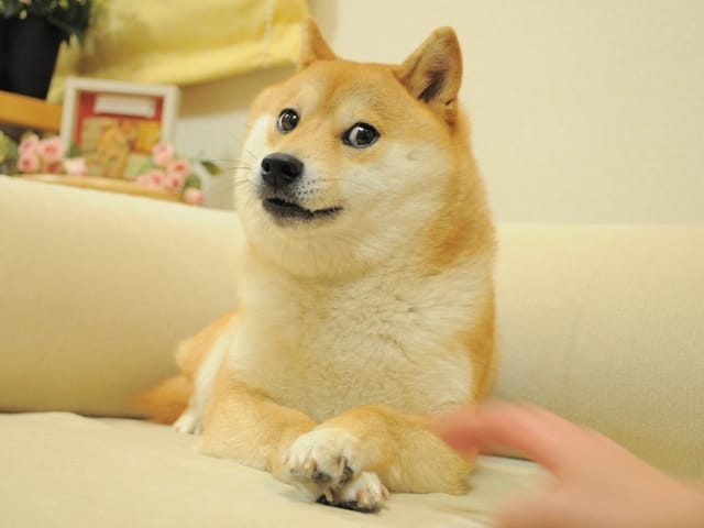 Photo of a Shiba Inu dog looking side-eye at the camera