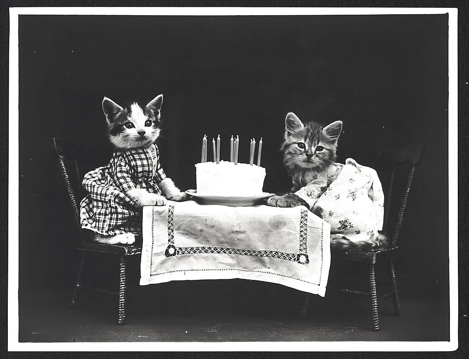 B&W photo of two kittens in dresses sitting at a table with a birthday cake