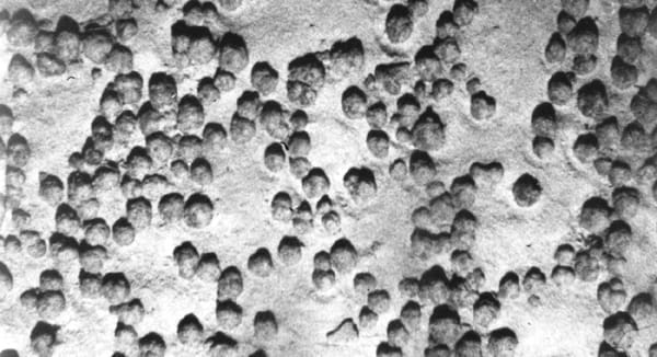 Black-and-white photo of dark, round stones lying on sand