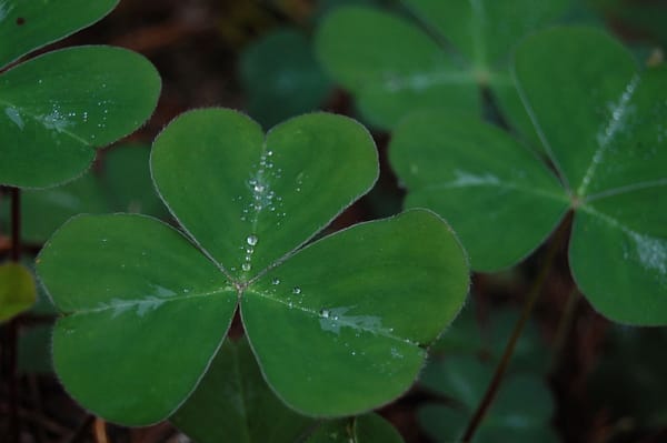 Dew-covered shamrocks (Oxalis acetosella)