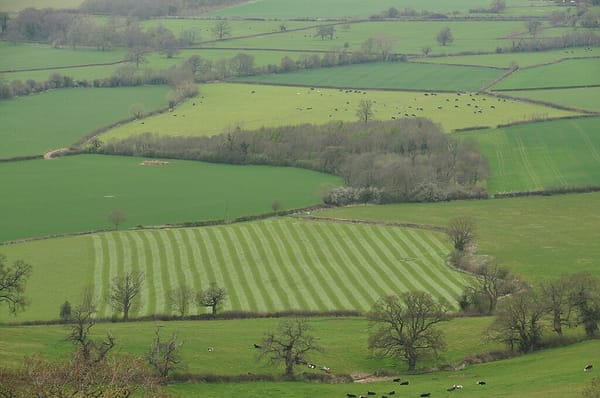 Photo of irregularly shaped fields divided by hedges, one has been plowed in rows, the others are for grazing cattle