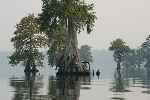 Photo of cypress trees growing in a fog-enshrouded lake