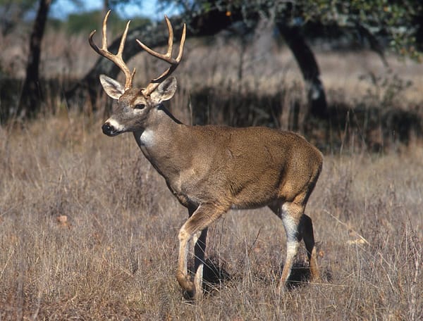 Photo of a stag, white-tailed deer