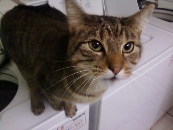 A striped cat on top of a washing machine