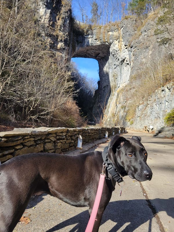 Photo of a black dog in front of a natural stone arch